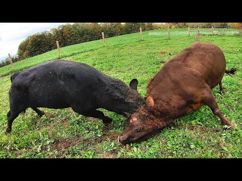 BULL BATTLE!