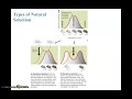 Natural Selection and Evolution Concepts
