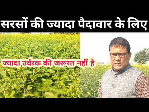 सरसों की ज्यादा पैदावार के लिए ज्यादा उर्वरक की जरूरत नहीं होती है।। mustard variety and fertilizer