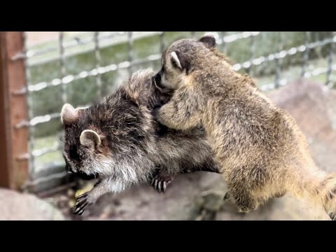 У нас НОВЫЙ ПИТОМЕЦ! Посмотрите как ШАРИК вошел в семью
