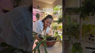 This 20 year old holiday cactus was in need of help  #thanksgivingcactus #plantcaretips #plantrescue