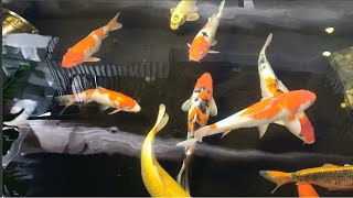 Con cá -  Đàn cá Cu te - Nhạc thiếu nhi