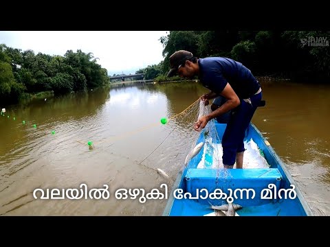 ഒഴുകി പോകുന്ന വലയിൽ മീൻ കിട്ടുമോ? /#netfishing #rain #monsoon #fishing #villagefishing