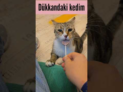 Ev kedisi vs Dükkan kedisi. 😂