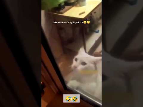 Гениальная озвучка🤣🤣#приколы #смех #юмор #shorts