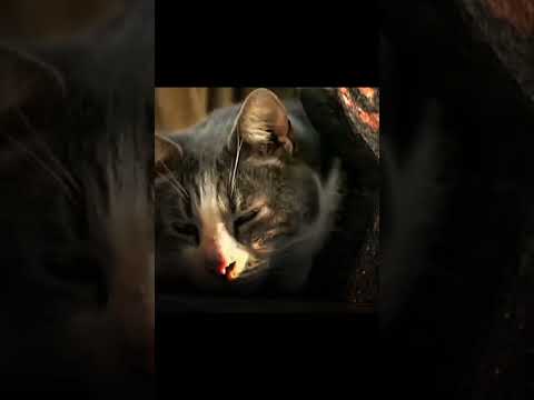 Loyal cat to its owner ❤️🥺