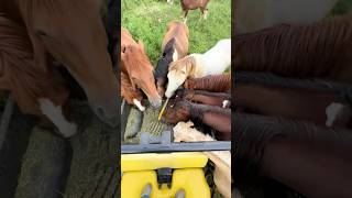 SURROUNDED! So Many Horses!!! #equestrianjourney #horse #farmlife
