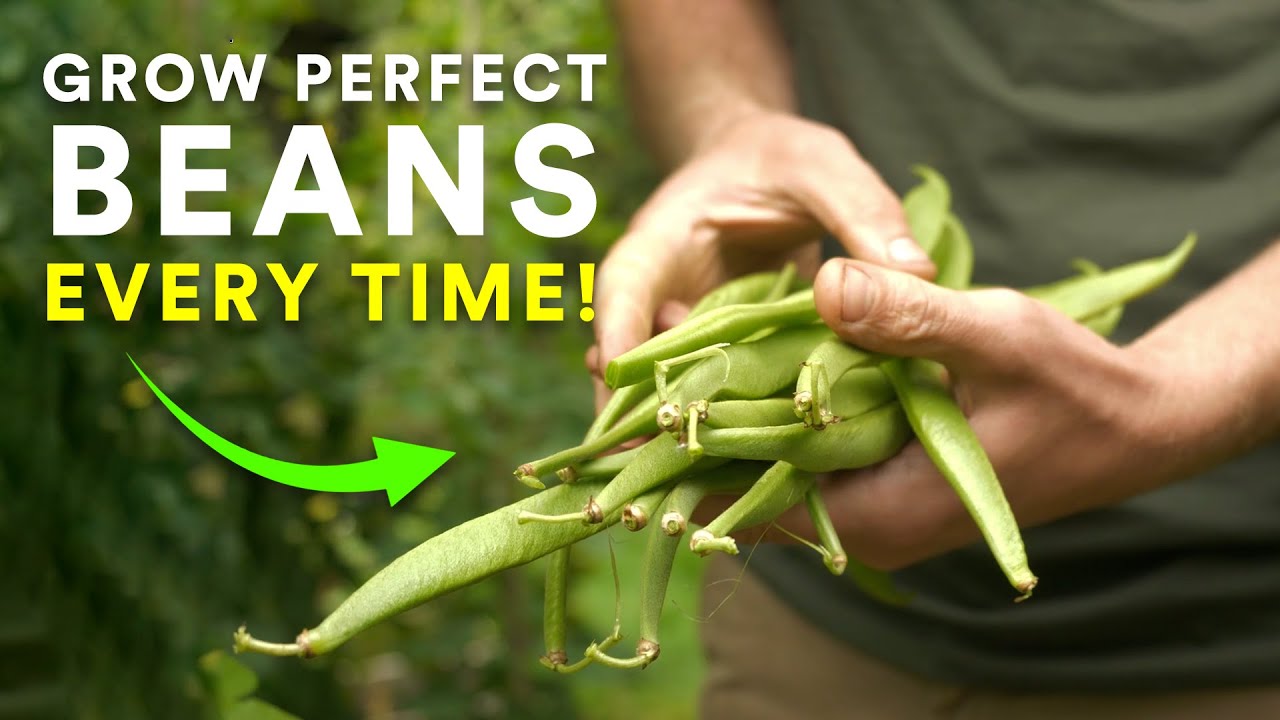 Grow Perfect Beans Every Time