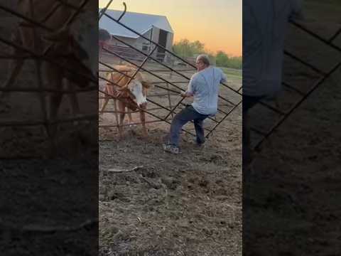 Curiosity just about killed this cow #farming