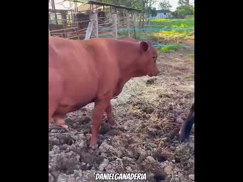 Terneros Brahman y senepol 🐮