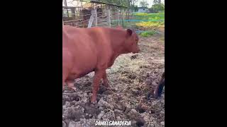 Terneros Brahman y senepol 🐮