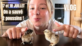 17 et 18 juillet : On a sauvé 2 poussins! VLOG