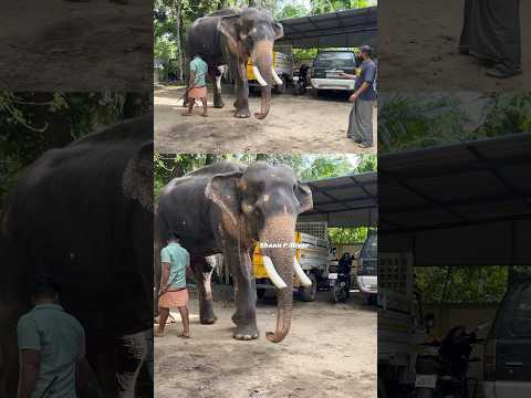 ആനയുടെ ഹാൻഡ് ബ്രേക്കും,റിവേഴ്സ് ഗിയറും ഇതാണ് #indianelephant