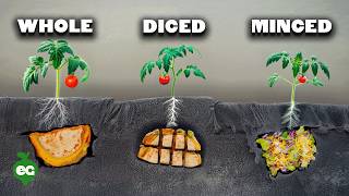 What Happens When You Bury Fast Food Under Tomatoes?