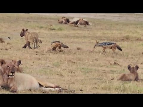 Jackals give lion cub the fright of its life