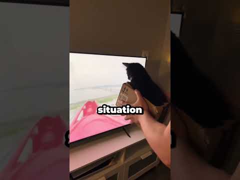 Ne laisse pas ton chat regarder la télé 😱😂