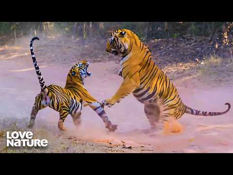 Bengal Tiger Cubs Wrestle in Water | Into The Wild: India 105