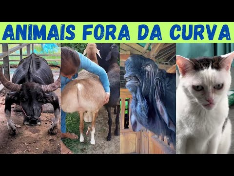 ANIMAIS DIFERENTES