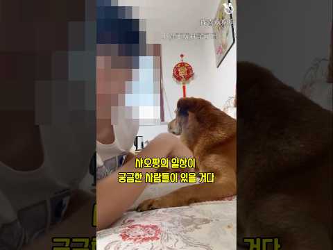 샤오팡 몇살? 억까란 억까는 다 당하는 억울한 개 샤오팡 20