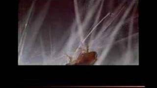 wurm-mania - wurmlos