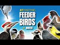 Bird Feeding Habits and Preferences