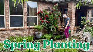 🌸 Spring PLANTING 🌿 Adding Heirloom Mums, Dianthus & Petunias!