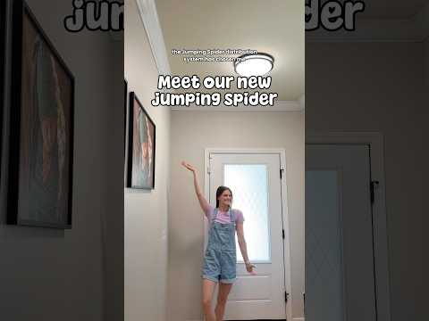 Does he need more things? 🕷️🕸️#jumpingspiders #jumpingspider #spider #newpet #mom #momlife #jumper