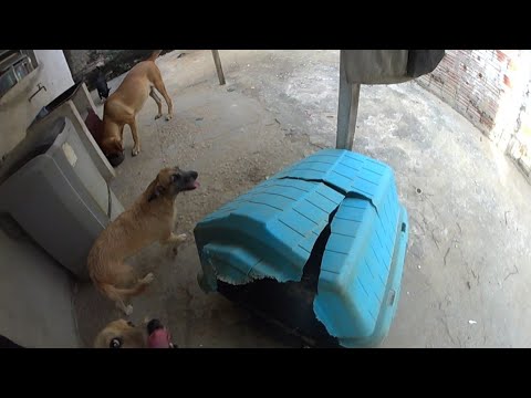 Olha o que os cachorros resgatados fizeram com a casinha