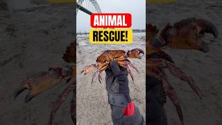 Rescuing Adorable Crab! 🥺 #animals #nature #shorts