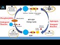 ATP, ADP, and Energy Transfer Concepts