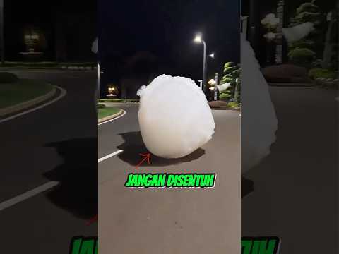 JANGAN DISENTUH #faktaunik #sains #sainsasyik