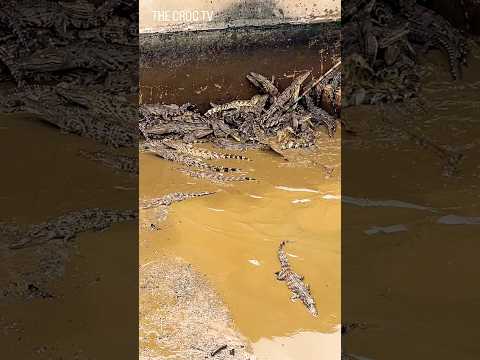 The small crocodile is caught and moved to a new farm. #crocodile #foryou #usa #florida #trending