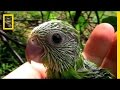 Parrot Communication Research Findings