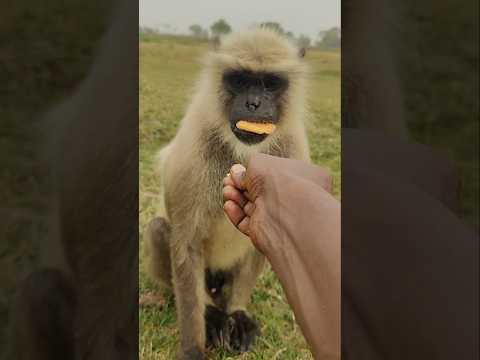 Hanuman love