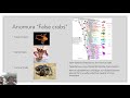 Crab Biology and Evolution Concepts