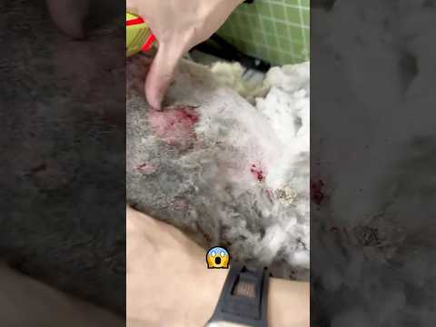 Unloved by its owner, it still survives — this dog broke my heart. #petcare #pets #dog