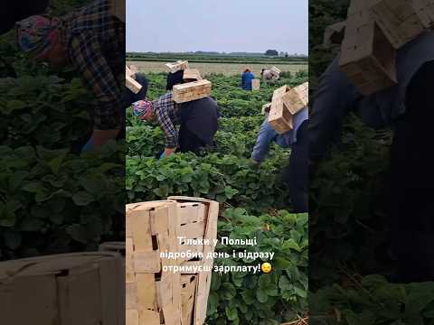 Тільки у Польщі відробив день і відразу отримуєш зарплату!😉 #зарплата #гроші #польща #заробітчани