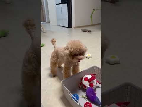 장난감 정리하는 복떠니🐶