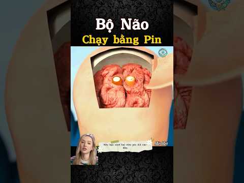 Bộ não chạy bằng pin Khoa học nói gì!