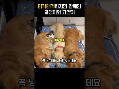 사이 좋은지 나쁜지 모를 고양이와 골든리트리버