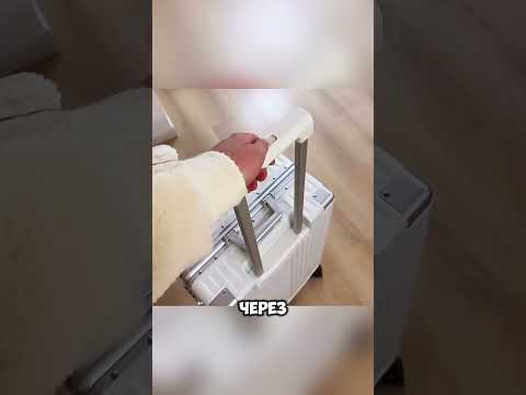 12 Cats, 10 Days, One Huge Mess