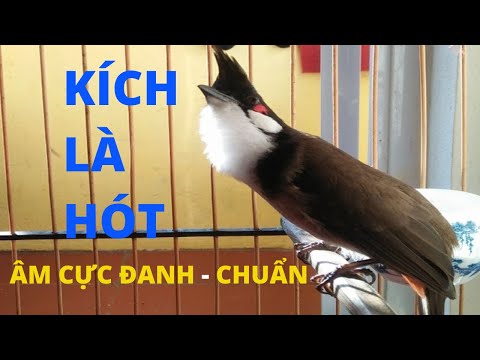Kích Chào Mào Hót Ché |Kích chào mào hót đấu.Luyện giọng hay ép bổi sổ bọng và căng lửa,chào mào ché