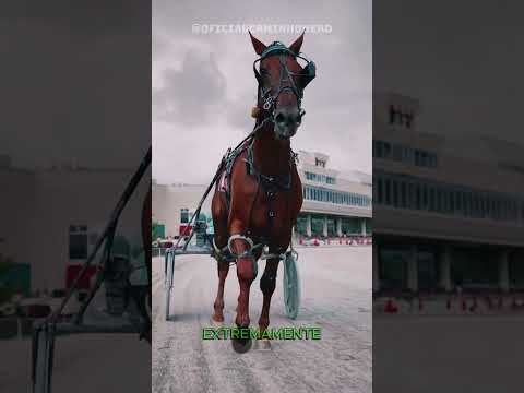 Os cavalos mais rรกpidos do mundo #cavalo #animal #shorts