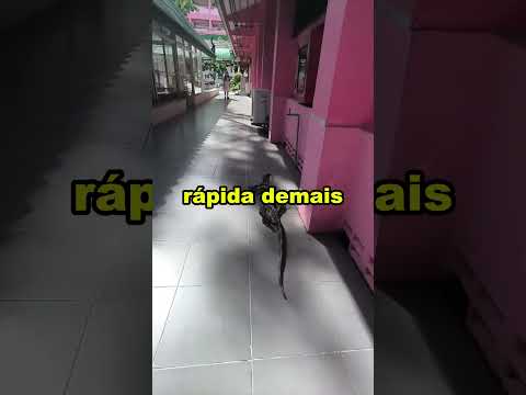 ELE CORRENDO ATRÁS DA LAGARTIXA GIGANTE! 🤣 #shorts #curiosidades
