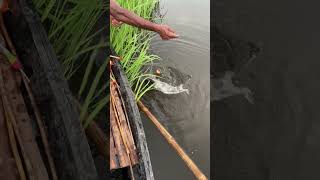 Asian river fishing #shorts