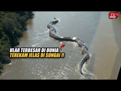 Viral!! Pilot Helikopter Rekam Ular Raksasa 60 Meter di Sungai Amazon – Gegerkan Warga Indonesia