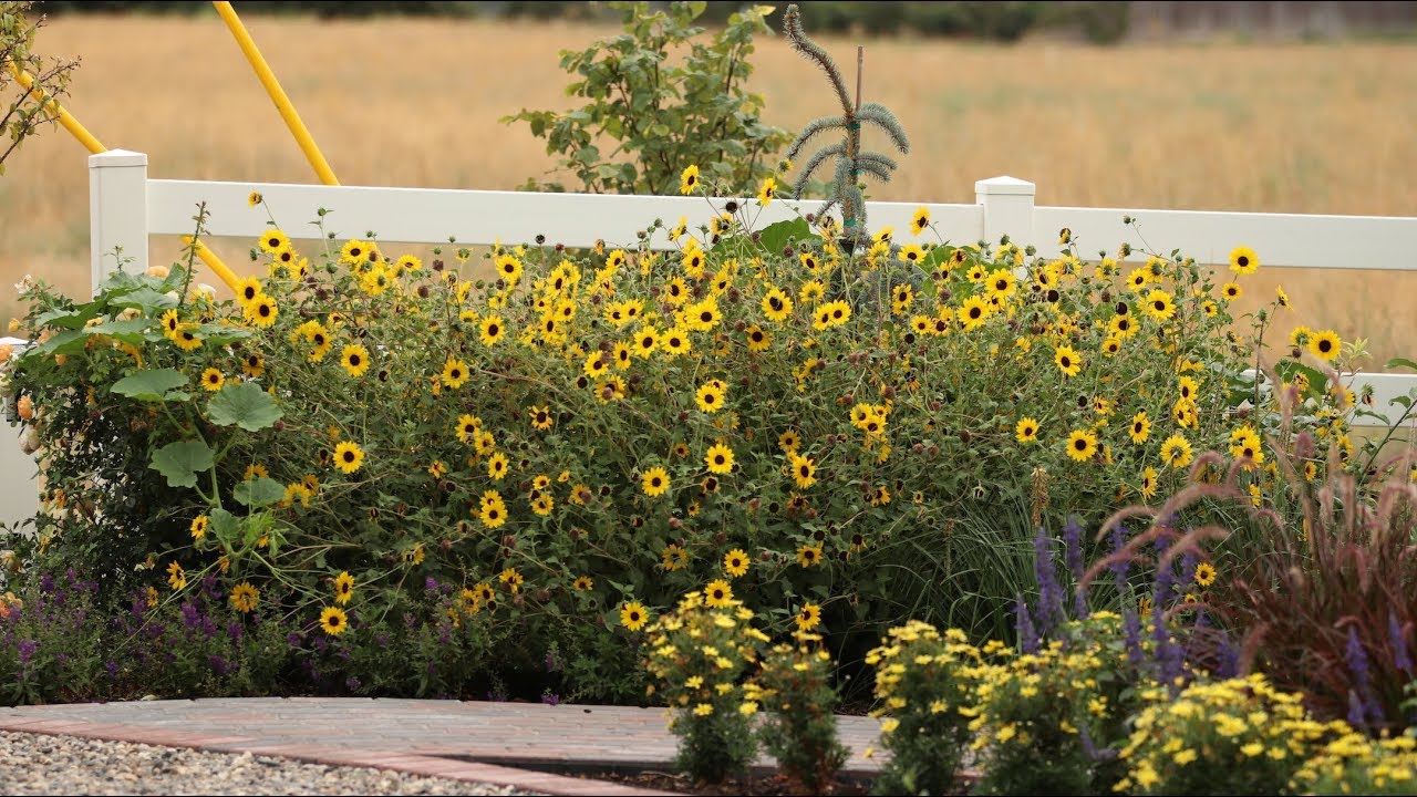 Suncredible Sunflower Update!