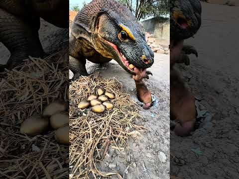 This man was about to pick up comodo Dragonโs eggs, butโฆ