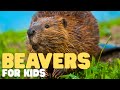Beaver Biology and Ecology