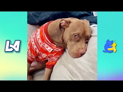 The Most Dramatic Dog on the Internet - Prepare to Laugh Out Loud and More!